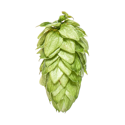 NZ Hops Ltd Hop Variety Motueka