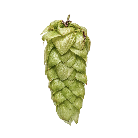 NZ Hops Ltd Hop Variety Moutere