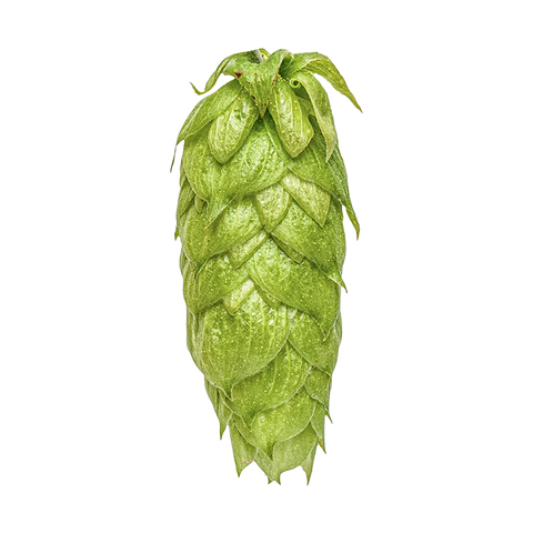 NZ Hops Ltd Hop Variety Nelson Sauvin