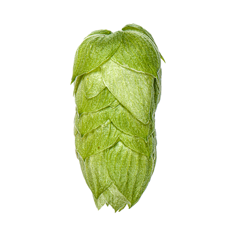 NZ Hops Ltd Hop Variety Pacific Gem
