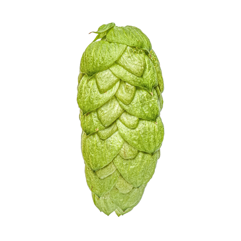 NZ Hops Ltd Hop Variety NZ Pacific Jade