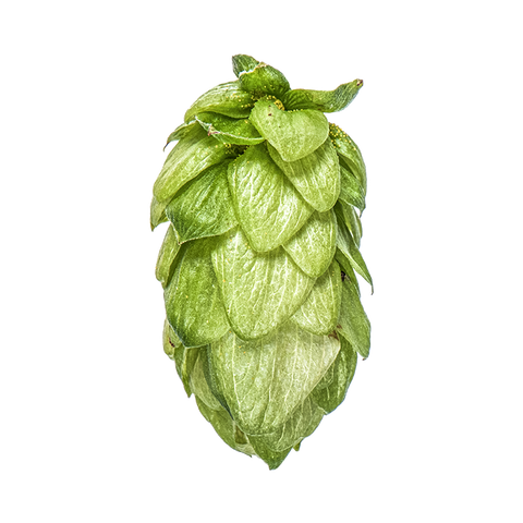 NZ Hops Ltd Hop Variety Pacifica