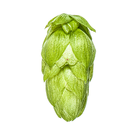 NZ Hops Ltd Hop Variety Rakau