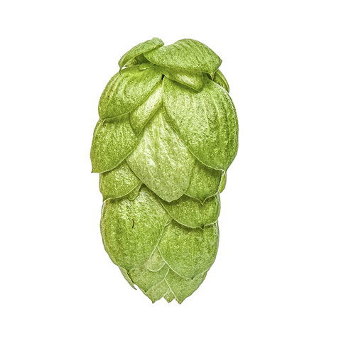 NZ Hops Ltd Hop Variety Green Bullet