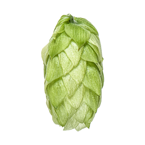 NZ Hops Ltd Hop Variety Kohatu