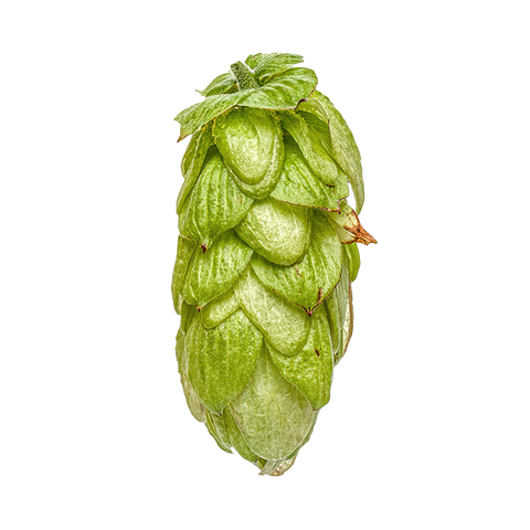 NZ Hops Ltd Hop Variety NZ Southern Cross