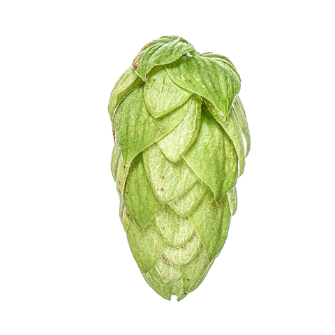 NZ Hops Ltd Hop Variety Taiheke