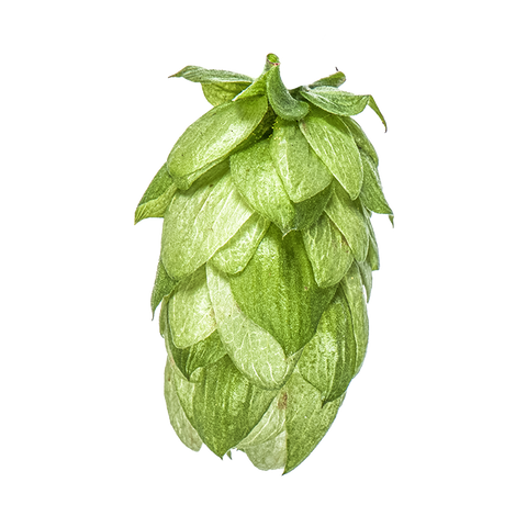 NZ Hops Ltd Hop Variety Wai-iti